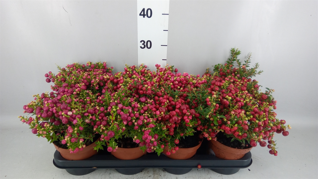 Gaultheria Red Berry 14Ø 25cm