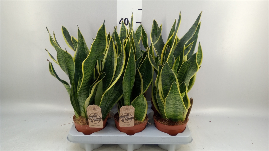 Sansevieria Futura Superba 12Ø 35cm