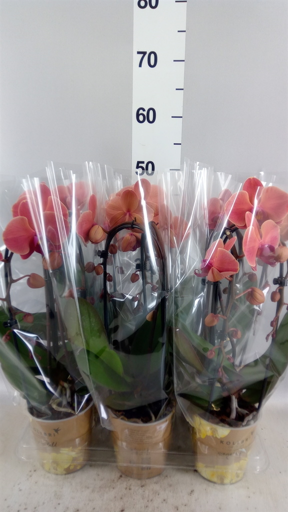 Phalaenopsis Cascade 12Ø 45cm 2st