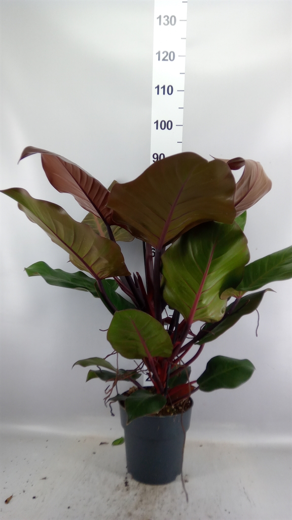 Phil Overig 21Ø 90cm