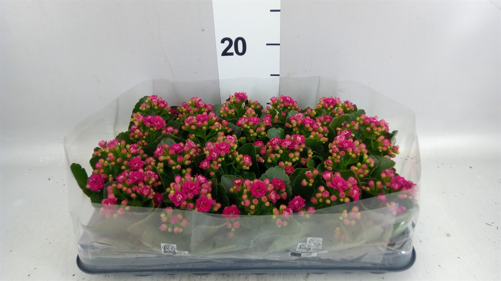 Kal Ge Rf Eliana 6Ø 12cm