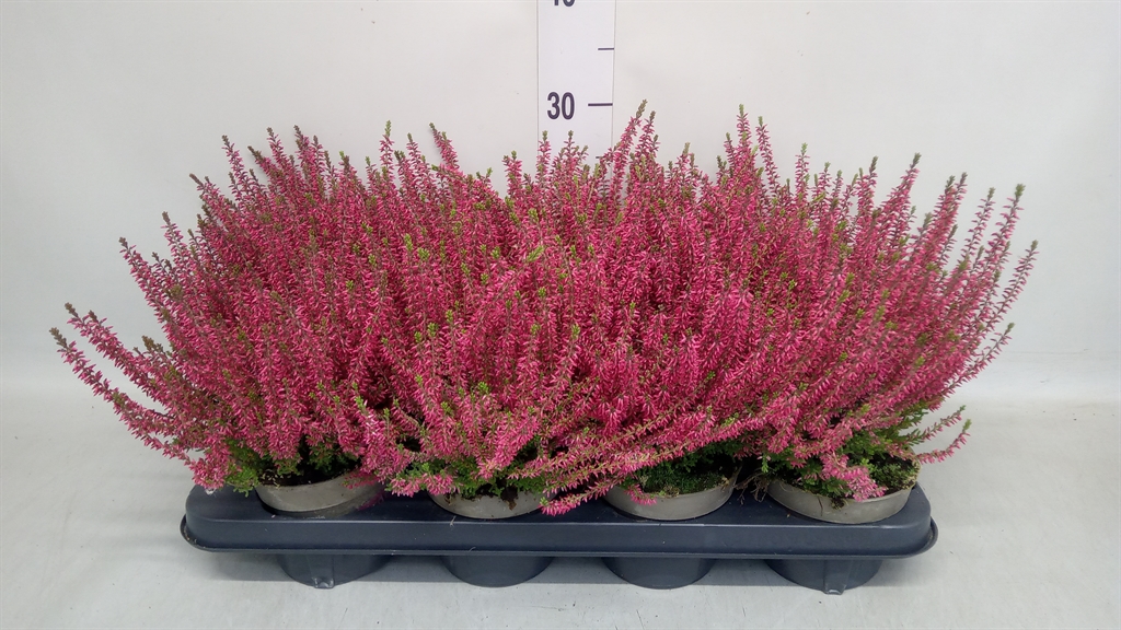 Calluna Garden Girls Angie 12Ø 25cm