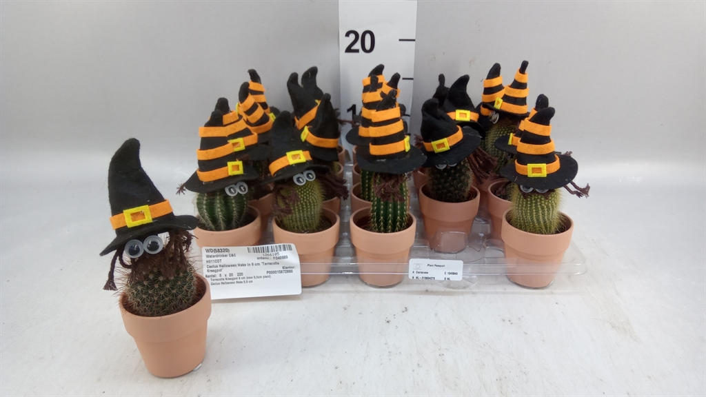 Cactus Mix 5Ø 10cm
