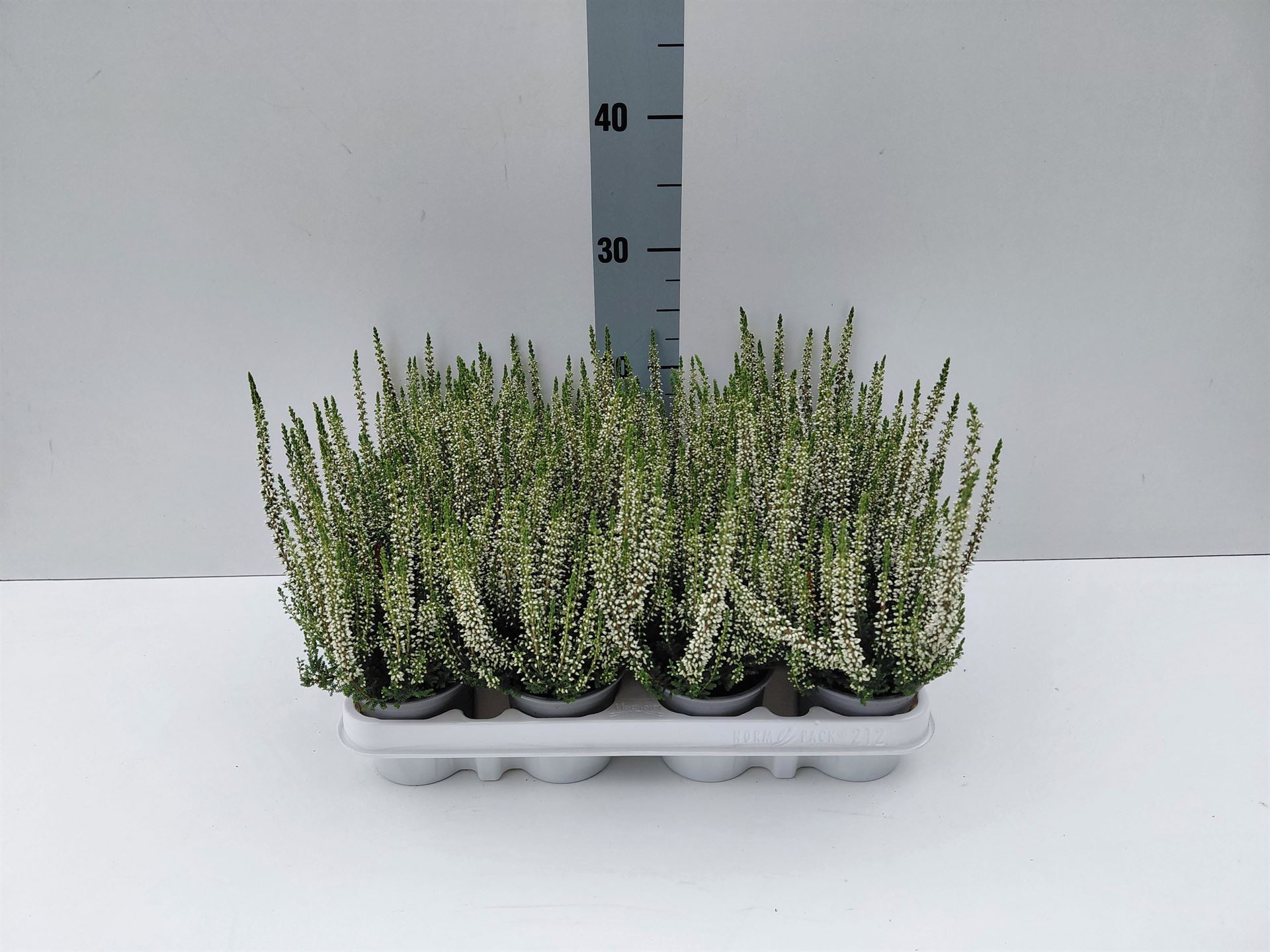 Calluna Beauty Ladies Verenka 9Ø 20cm
