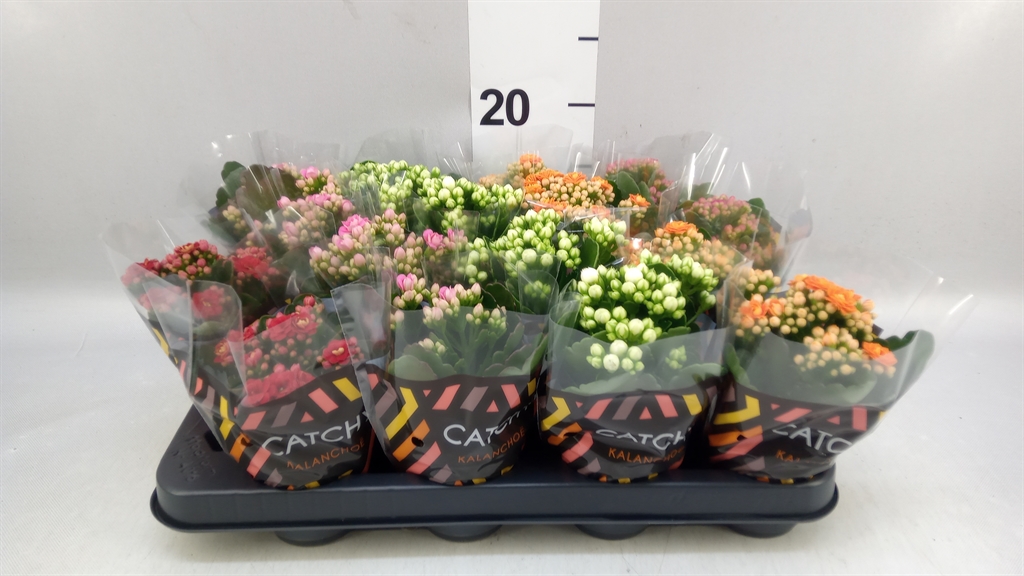 Kalanchoe Double Mix 8Ø 15cm
