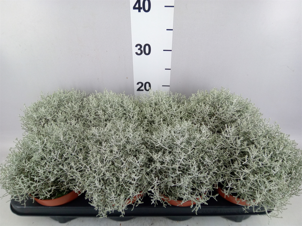 Leucophyta Brownii Whimsy Silver 13Ø 25cm