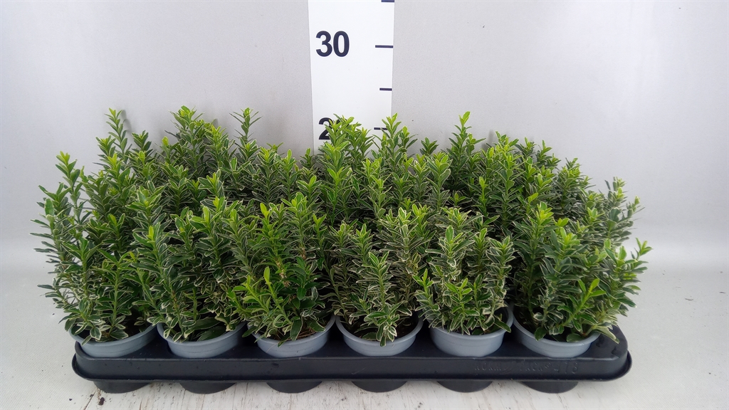 Euonymus Microphyllus Aureovariegatus 9Ø 15cm