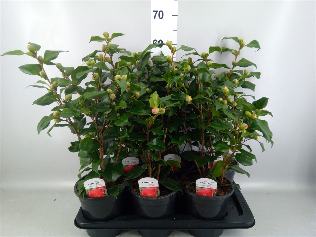 Camellia Japonica Dr King 17Ø 55cm