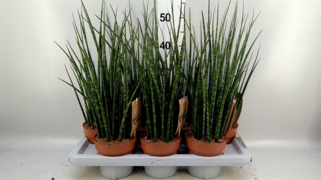 Sansev Fernwood 14Ø 55cm