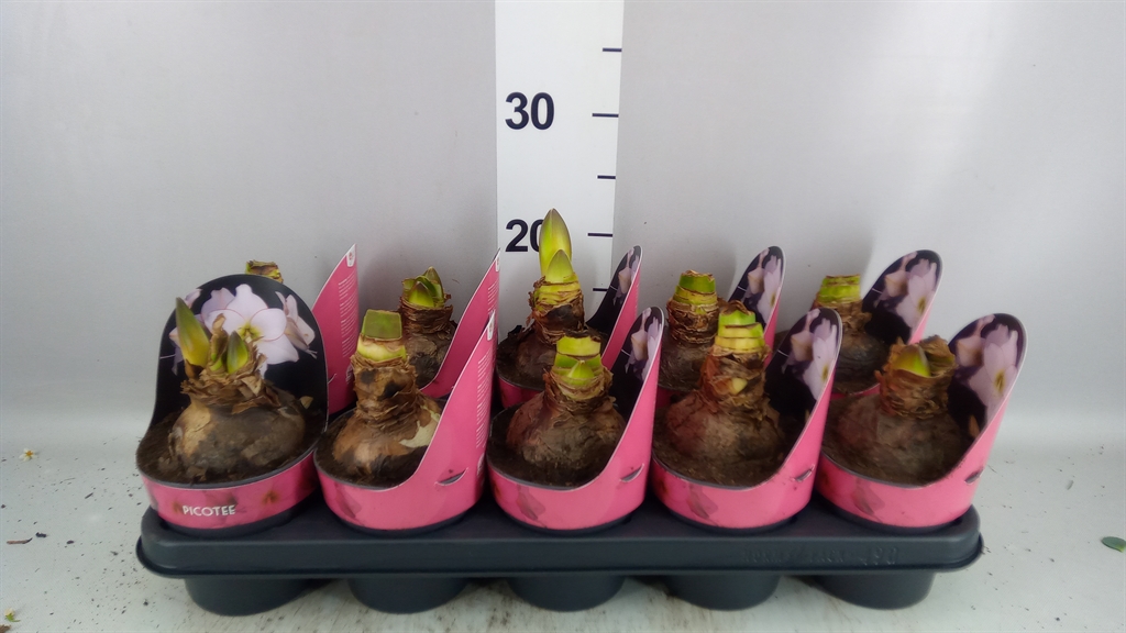 Hippeastrum Picotee 12Ø 25cm