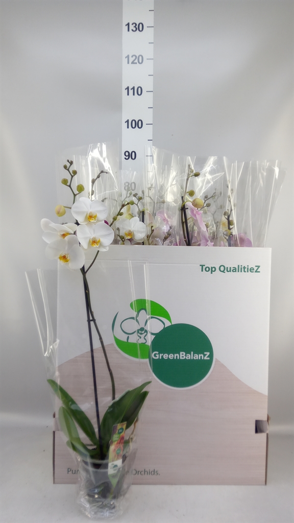 Phalaenopsis Mix 12Ø 75cm 1st