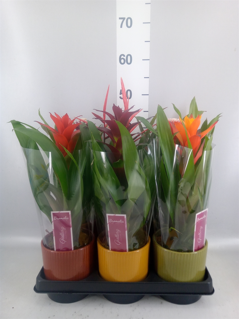 Bromelia Mix 12Ø 50cm