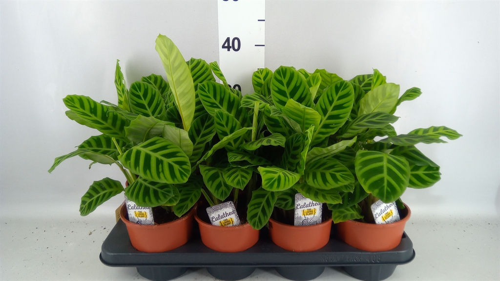 Calathea Zebrina 14Ø 30cm