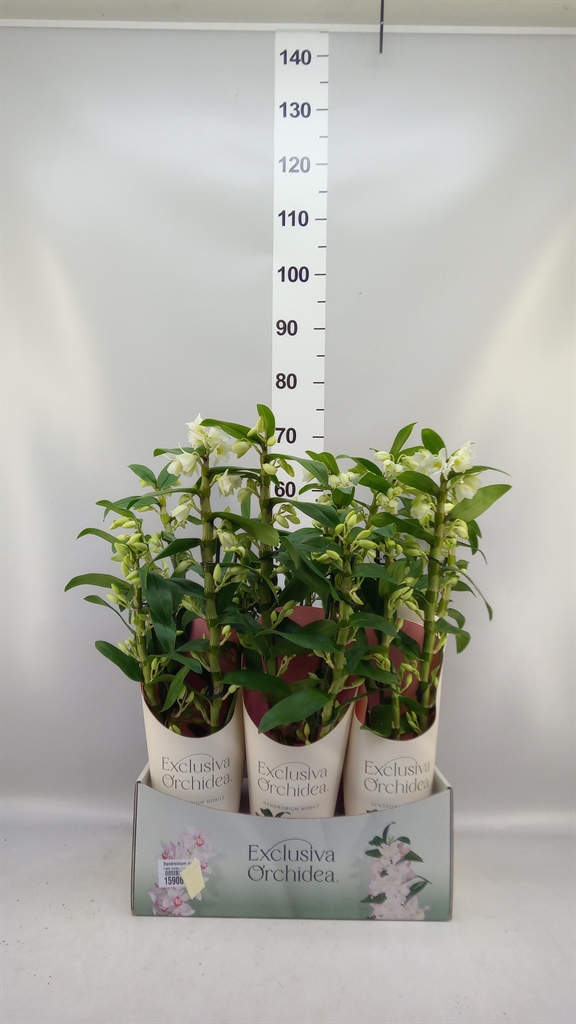 Dendr N S C Apollon 12Ø 50cm