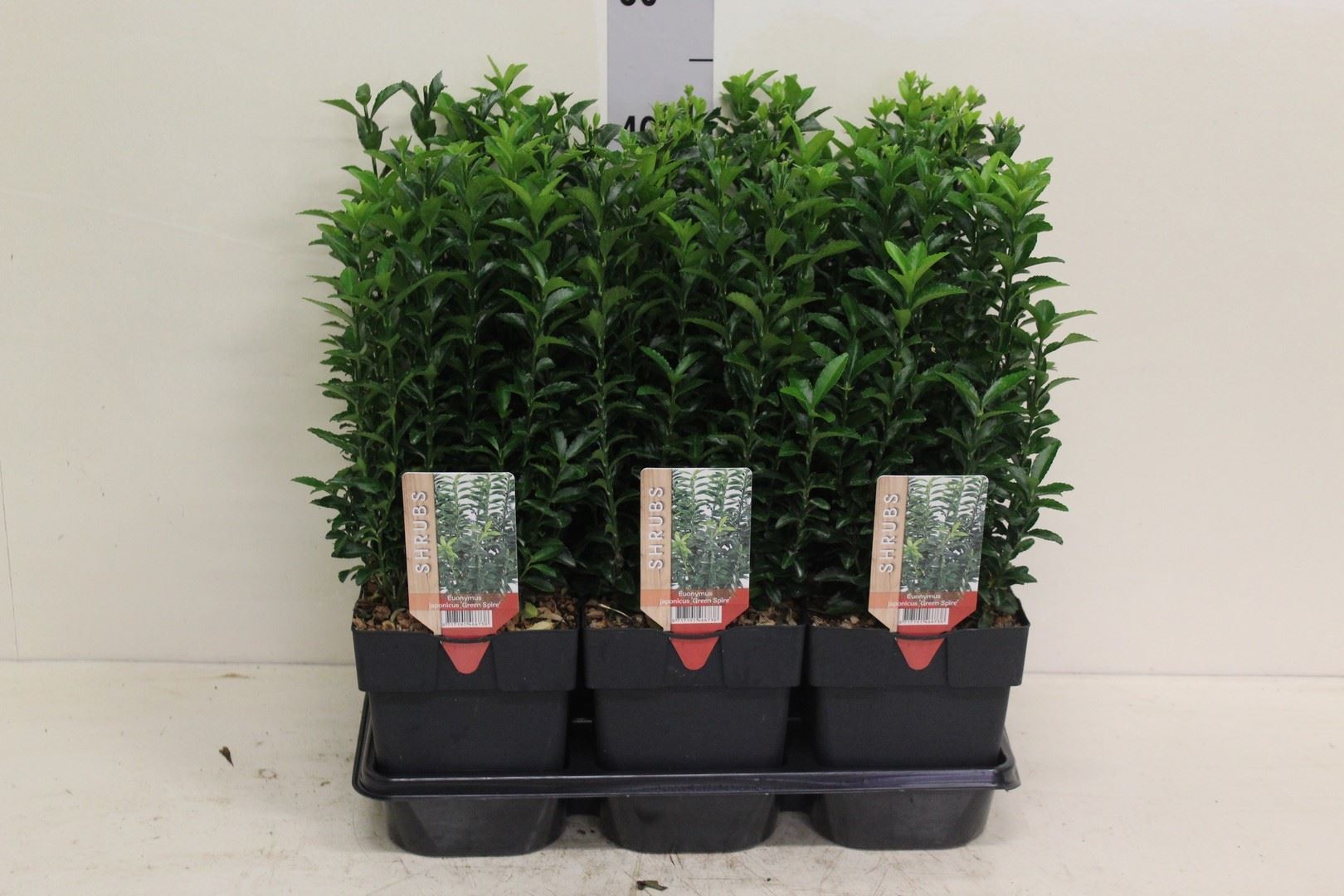 Euonymus Green Spire 17Ø 45cm