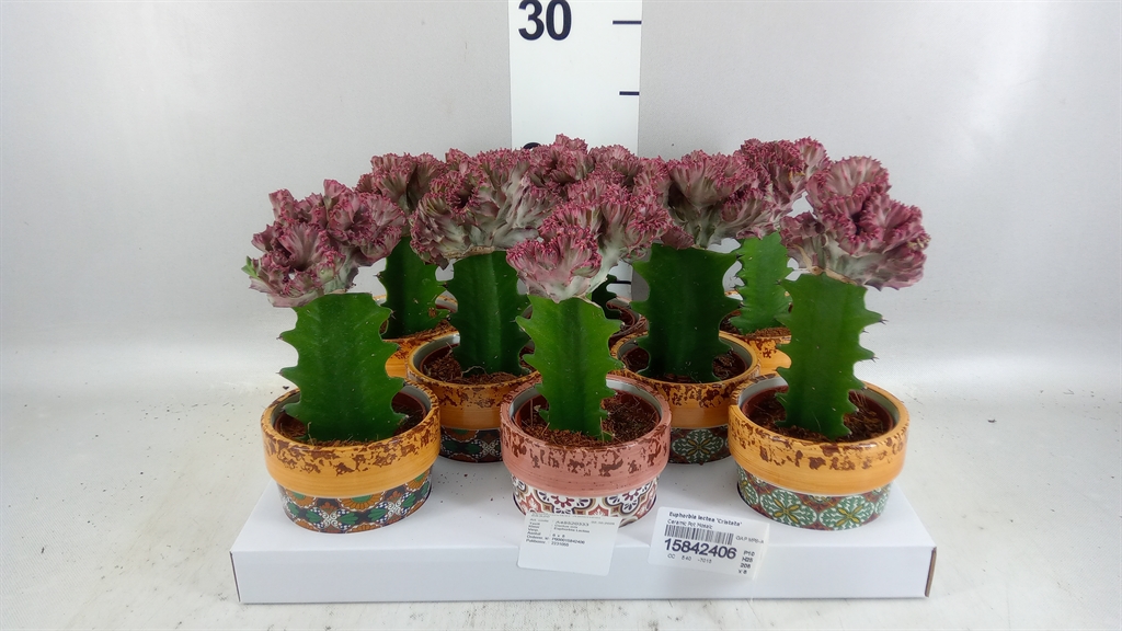 Euphorbia Lactea Cristata 10Ø 25cm