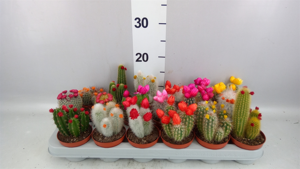Cactus Decorated 8Ø 12cm