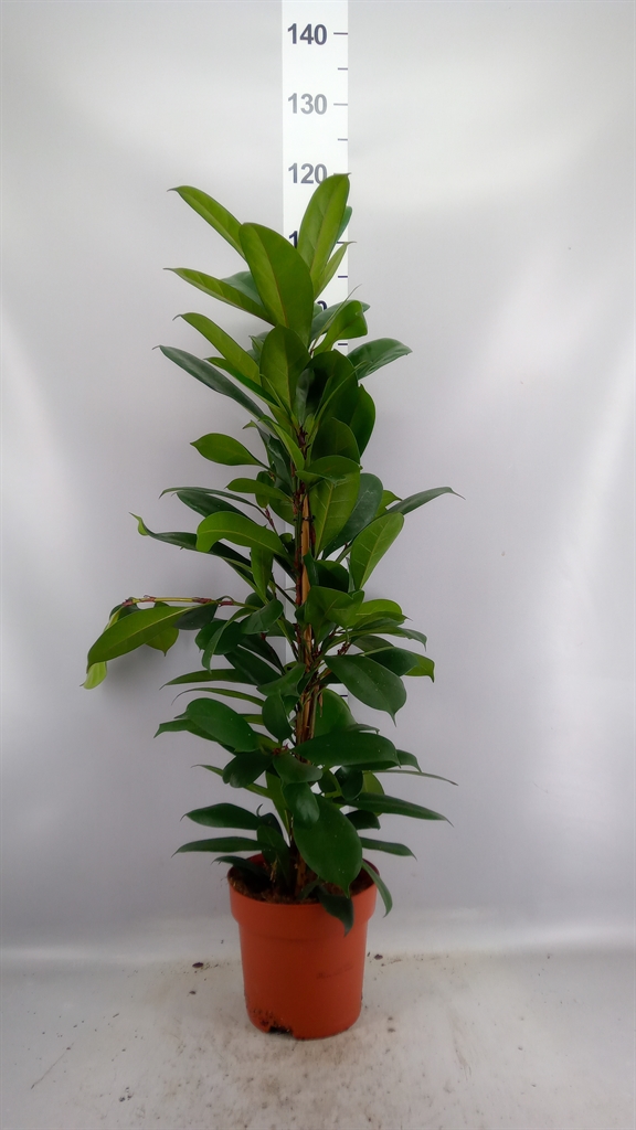 Ficus Cyathistipula 21Ø 95cm