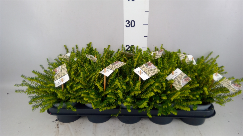 Erica Darleyensis Silberschmelze 12Ø 20cm