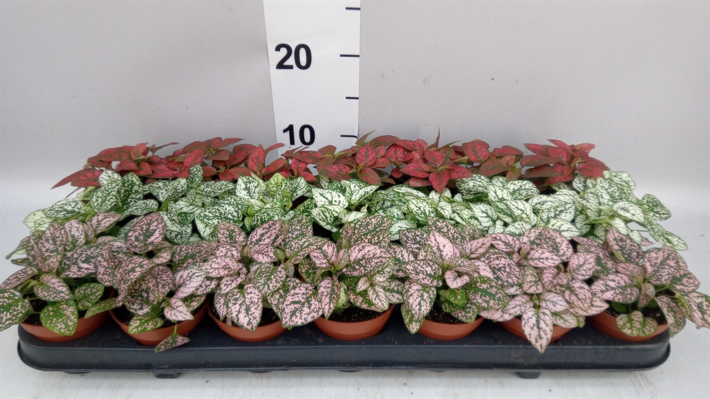 Hypoestes Mix 8Ø 10cm
