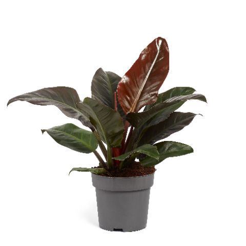 Philodendron Imperial Red 24Ø 70cm