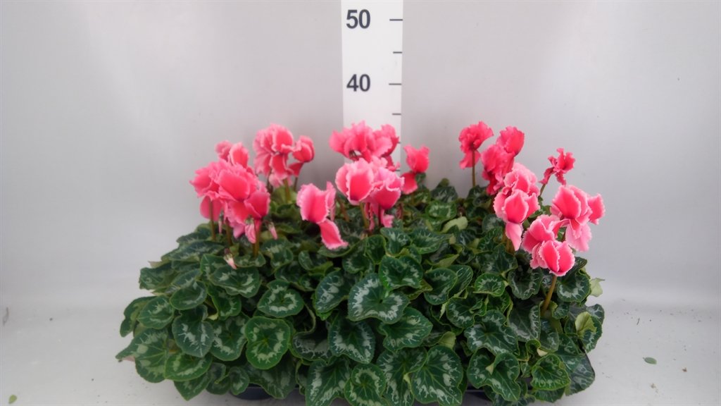Cyclamen Halios Curly Litchi 13Ø 30cm