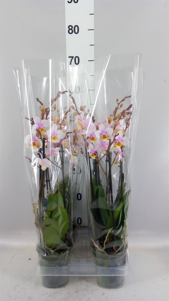 Phalaenopsis Multiflora San Jose 12Ø 50cm 3st