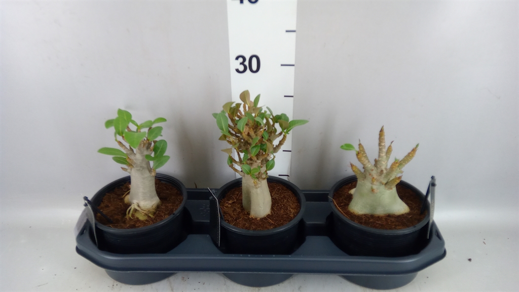 Adenium Ansu Baobab 15Ø 30cm