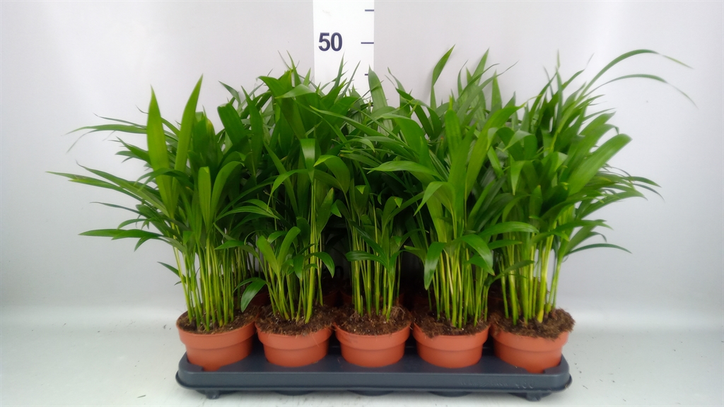 Dypsis Lutescens 12Ø 45cm