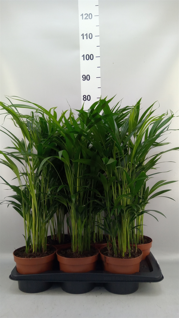 Dypsis Lutescens 17Ø 70cm