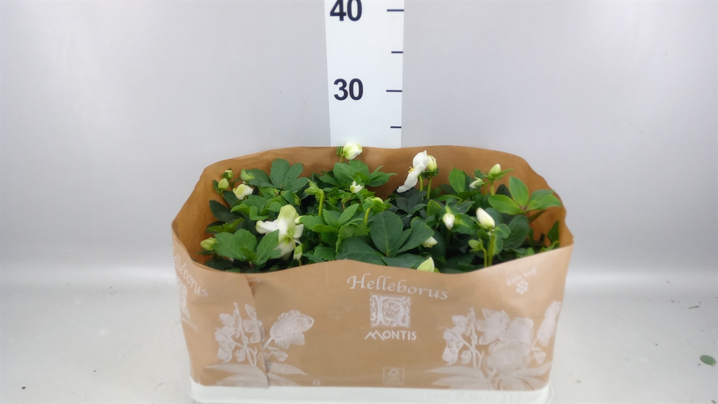 Helleborus Christmas Carol 9Ø 14cm