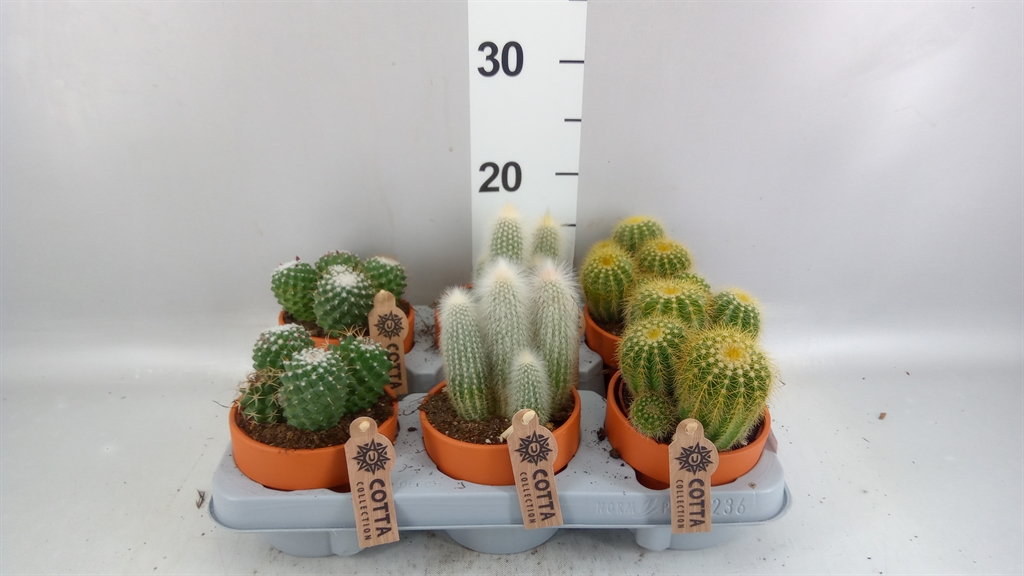 Cactus Mix 10Ø 20cm