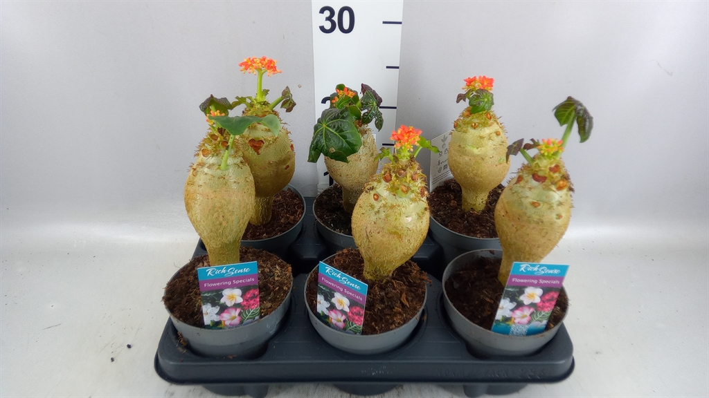 Jatropha Podagrica 13Ø 25cm