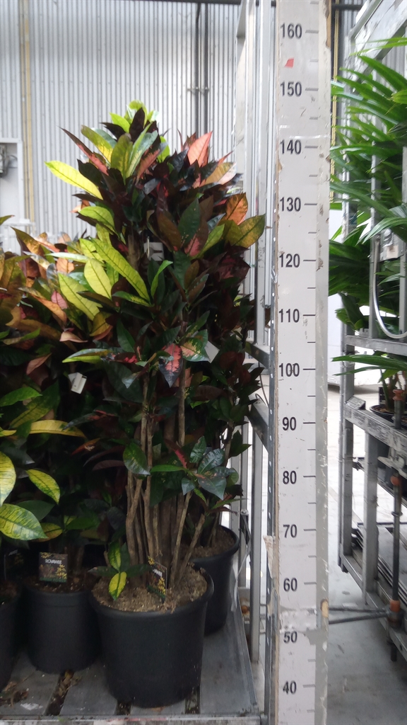 Codiaeum Small Leaf Mrs Iceton 30Ø 140cm