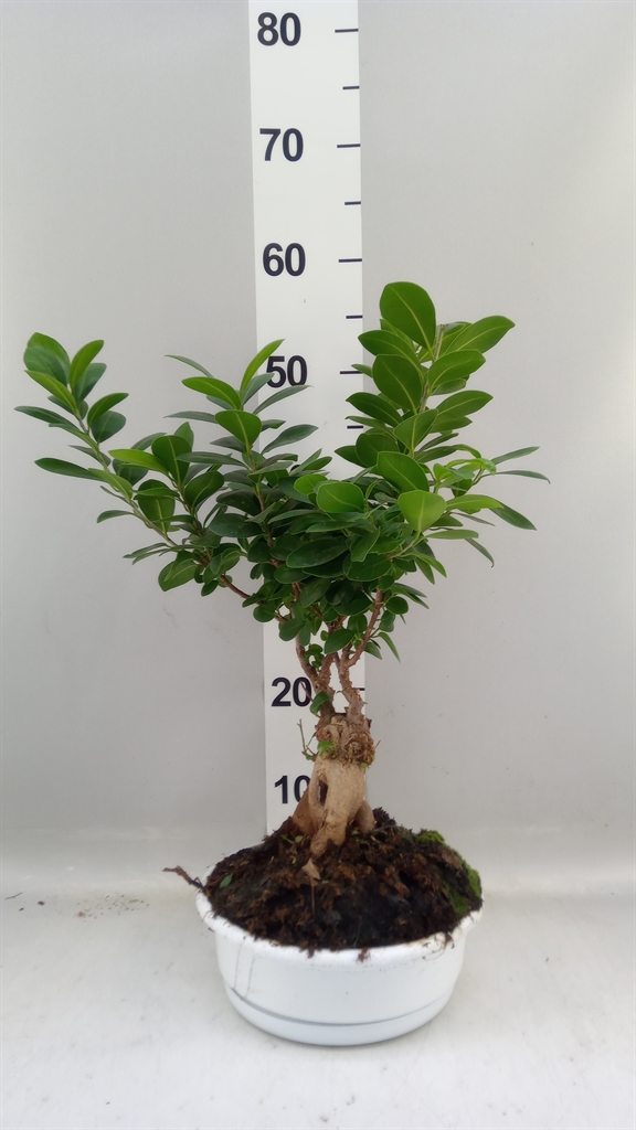 Ficus Microcarpa Ginseng 22Ø 40cm
