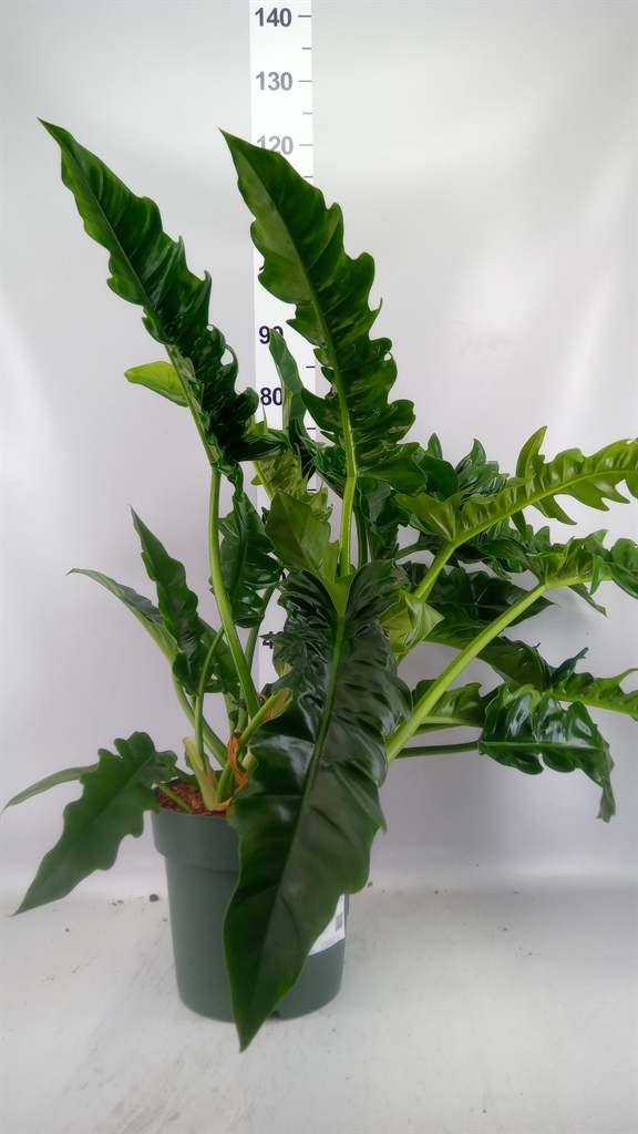 Philodendron Narrow Escape 27Ø 80cm