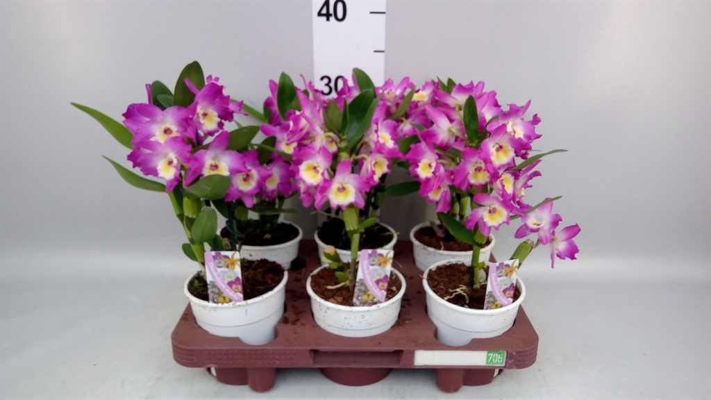 Dendrobium Nobile Cultivars 12Ø 35cm 1st