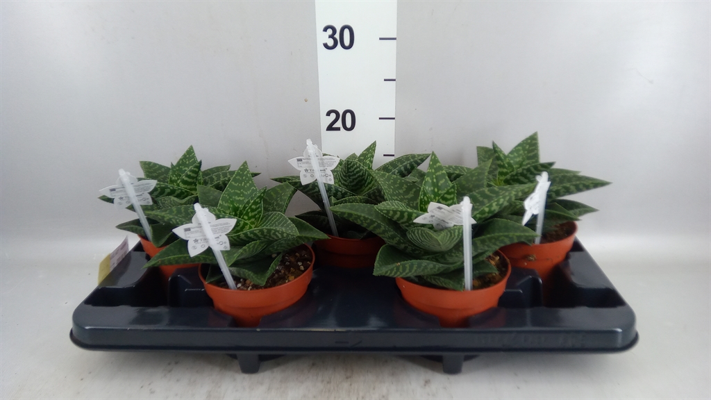 Gasteralo Tiki Zilla 12Ø