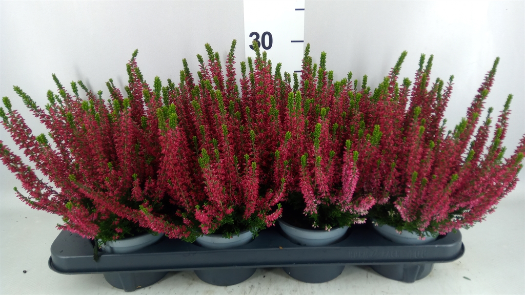 Calluna Vulgaris Beauty Ladies Steffi 12Ø 25cm