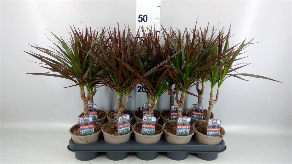Dracaena Magenta 12Ø 40cm