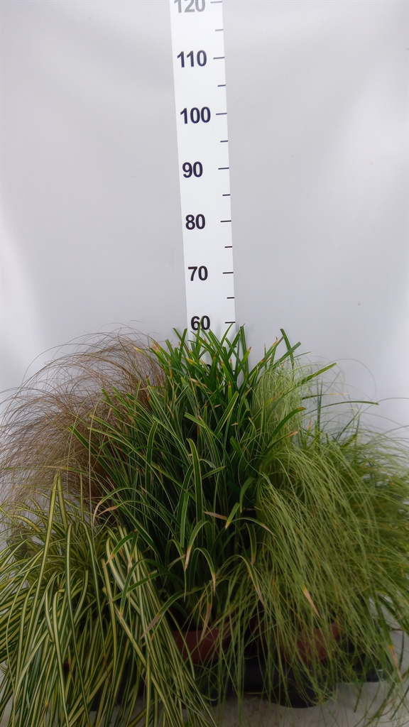 Carex Gemengd 17Ø 45cm
