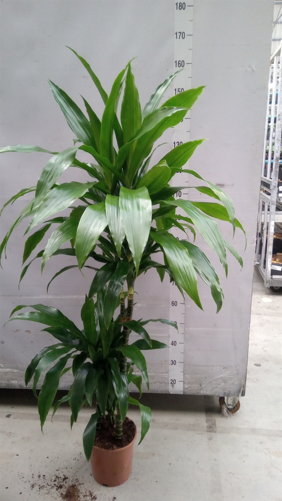 Dracaena Janet Craig 21Ø 140cm