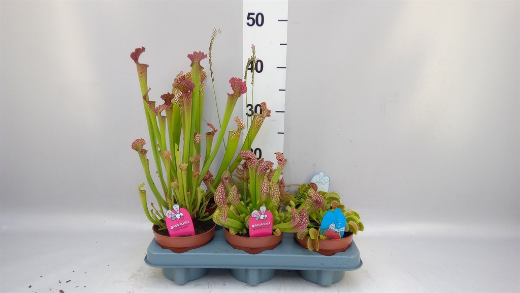 Fly Catchers 12Ø 30cm