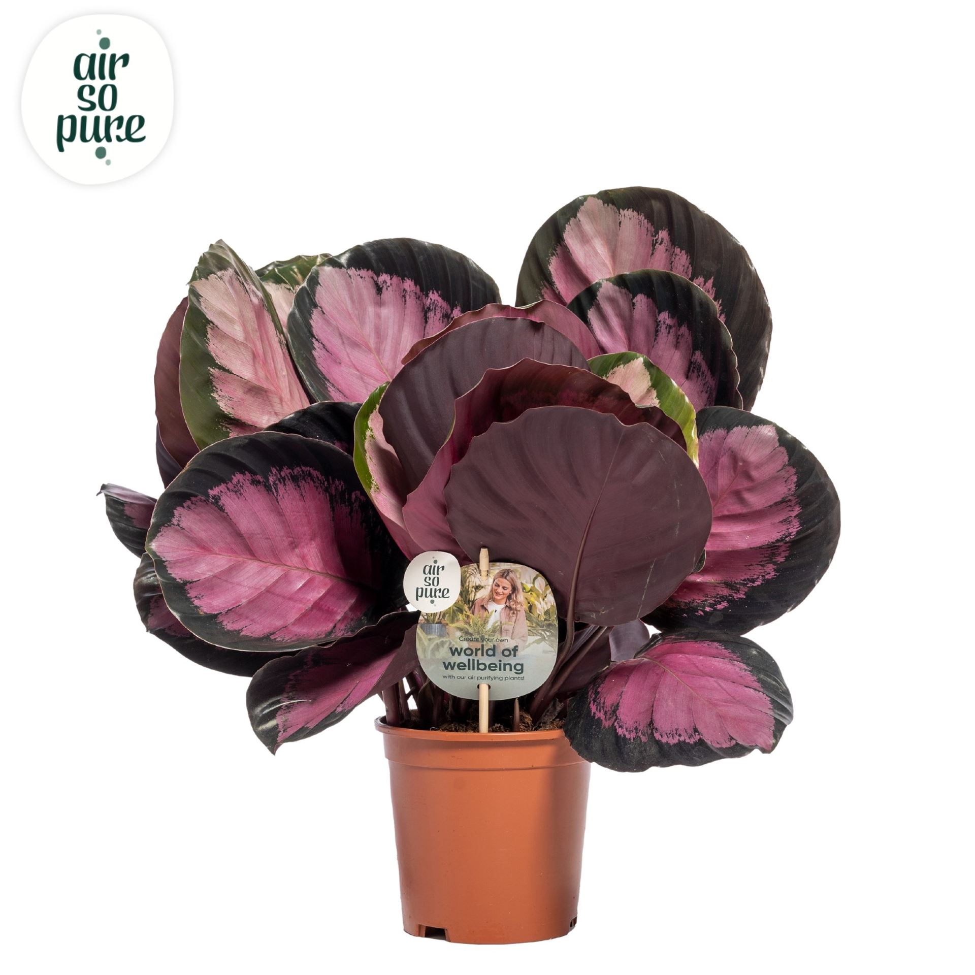 Calathea Crimson 14Ø 35cm