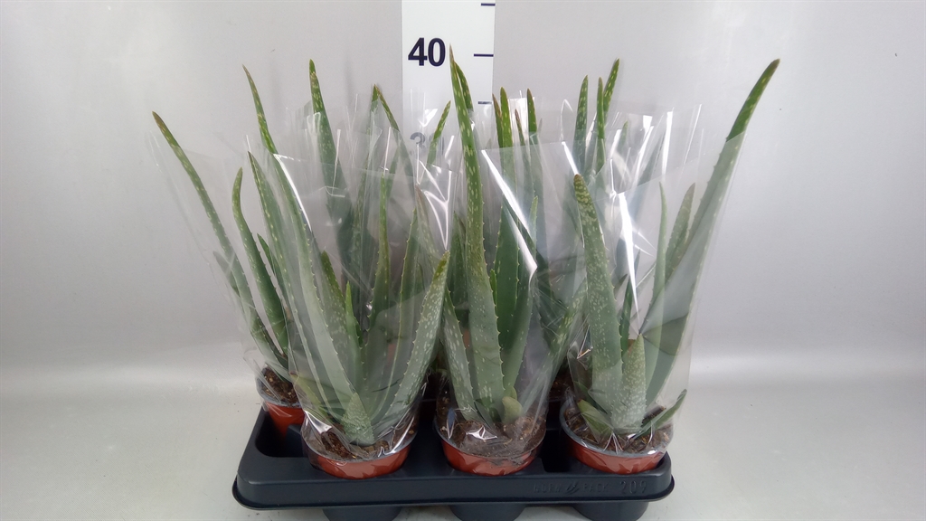 Aloe Vera 10Ø 35cm