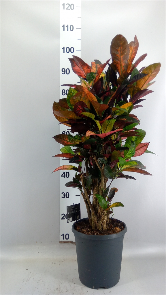 Codiaeum Small Leaf Mrs Iceton 23Ø 100cm