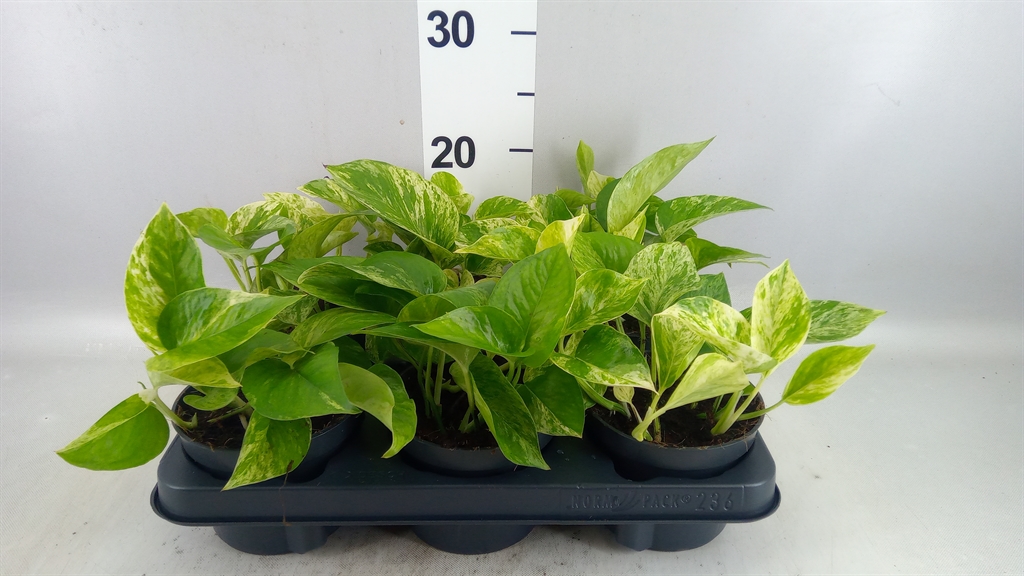 Epipermnum Marble Queen 12Ø 25cm