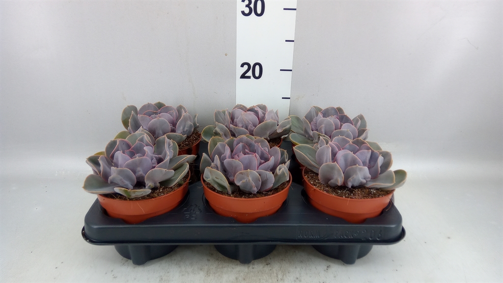 Echeveria Trumpet 12Ø 15cm