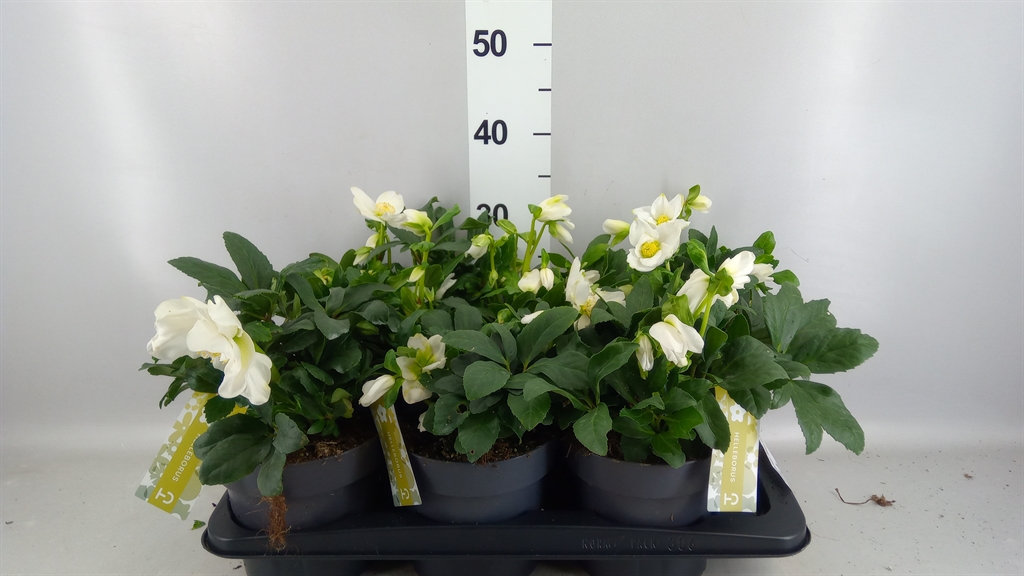 Helleborus Advent Star 17Ø 30cm