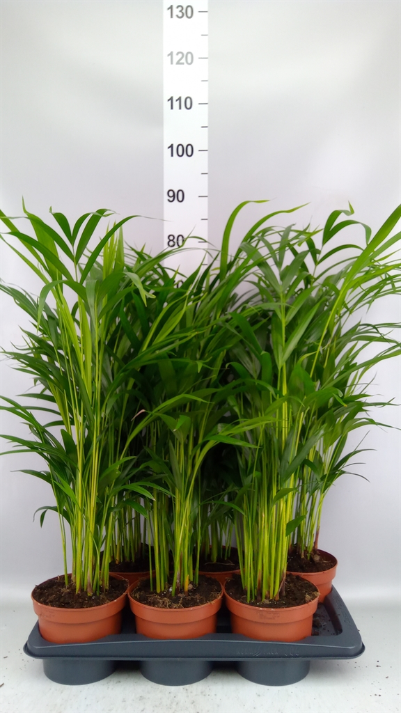 Dypsis Lutescens 17Ø 75cm